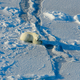 Polar bear hunting on the sea ice of the Beaufort Sea. Photo Courtesy: Mike Lockhart, USGS